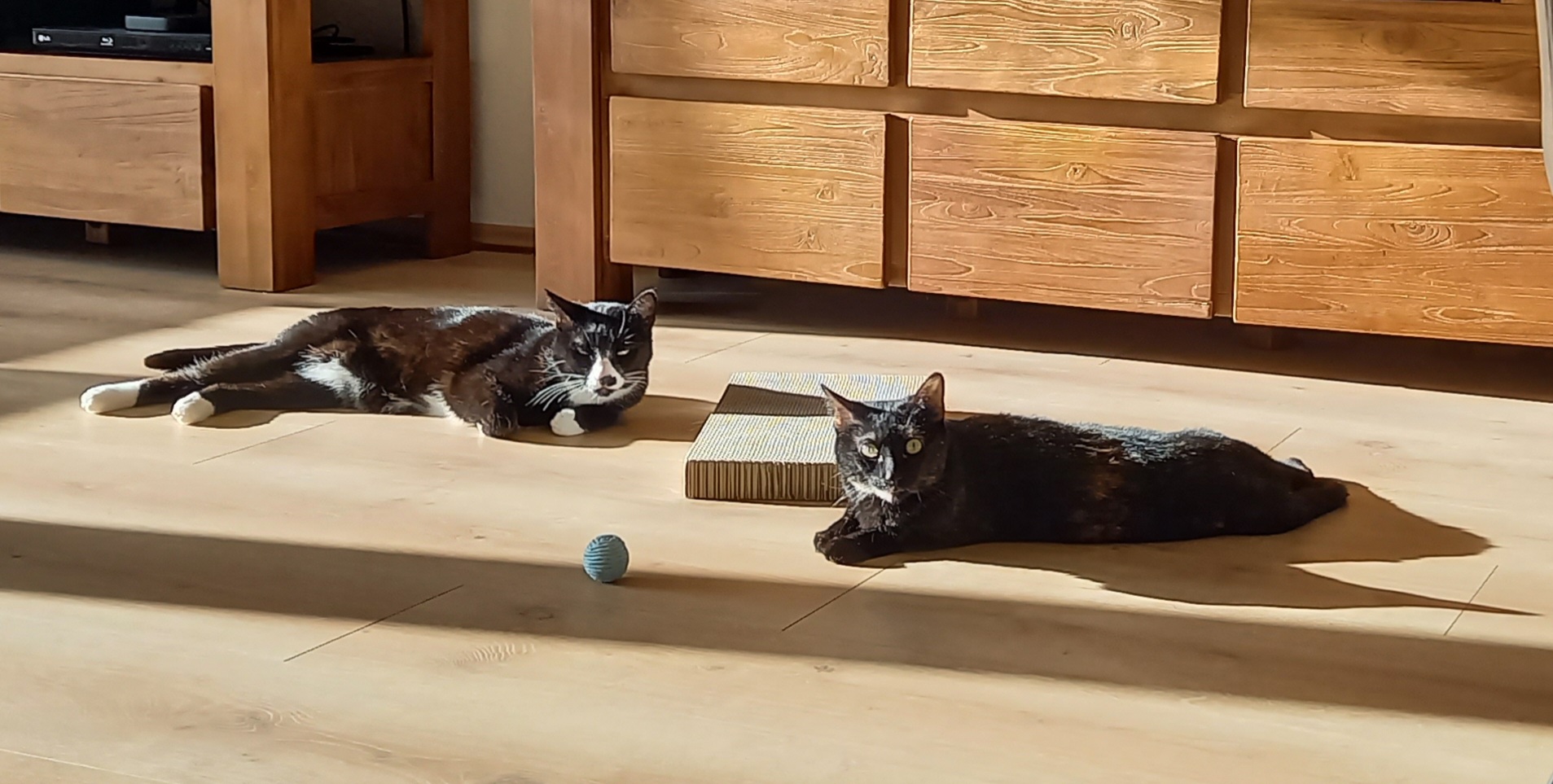 Socke und June_20260118_123115.jpg